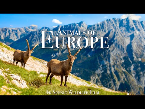 Animals of Europe 4K - Scenic Wildlife Film With Calming Music