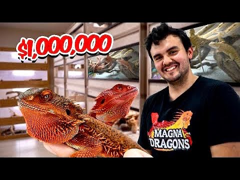 Million Dollar Bearded Dragon Facility