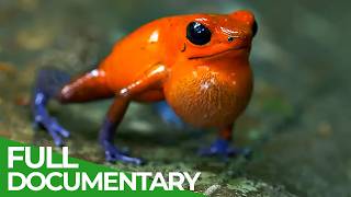 The Wildlife of Costa Rica | Free Documentary Nature