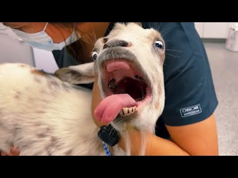 Stubborn Animals Always Have a New "Trick" At The Vet - Funniest Animals Reaction