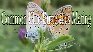 Common Blue Butterflies Mating | #shorts | #youtubeshorts | Exclusive Yograj