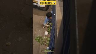 Cute Rabbits || Public Attraction || #shorts #rabbit #video #viralshorts #viralvideo