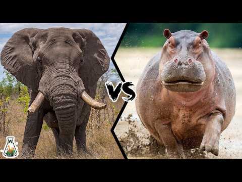 ELEPHANT VS HIPPOPOTAMUS - Who Would Win This Heavy Fight?