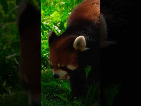 Red Pandas Eat Sideways! 🐼🍃  It helps them crunch leaves more efficiently!