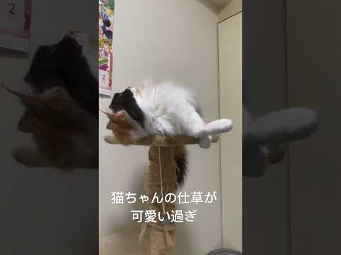 #shorts #ねこ #ねこのいる生活 #ねこ動画 #ねこ部