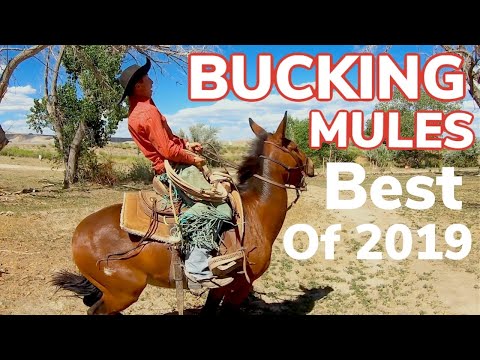 The Best of 2019: Bucking Mules, Wild Cattle and Fast Horses