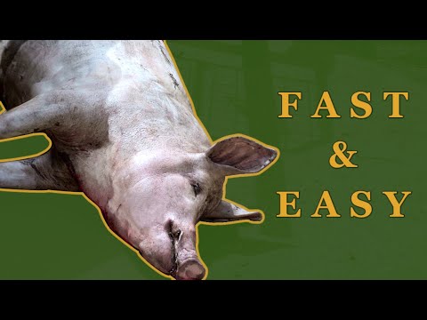 How to remove hair from a Pig - Easier and cleaner than skinning | A Free Range How-To #1