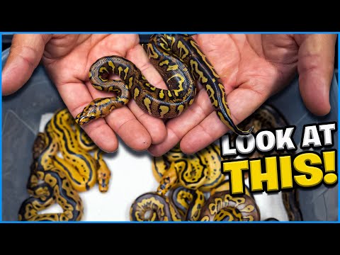 Unbelievable Snake From This Clutch Of Eggs!