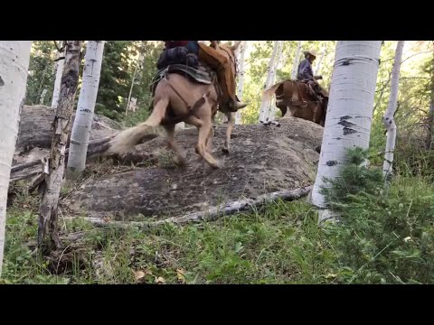 Extreme Mule Riding- Pack Trip Edition