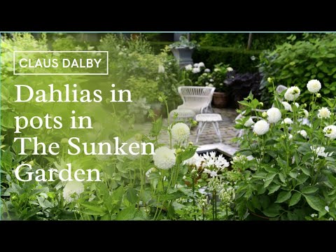 Dahlias in pots in The Sunken Garden