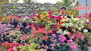 Bougainvillea Complete care | 4 Fertilizer , Pruning,Tips n tricks | ബോഗൈൻവില്ല നിറയെ പൂവിടും ✅