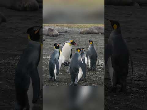 The penguin equivalent of getting toilet paper stuck to your foot 😆🐧