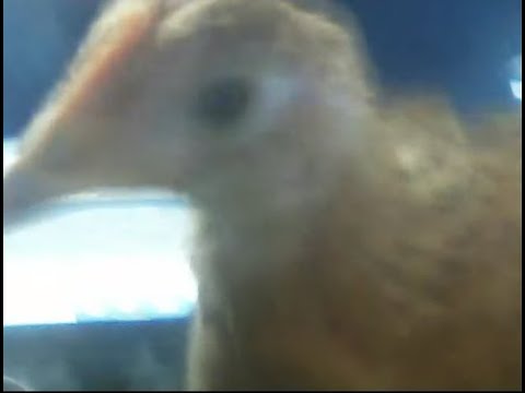 aaaa se me metio una gallina al cuarto, estamos en VIVO