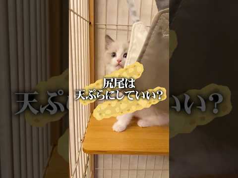 YouTuberが猫を飼うとこうなる #shorts