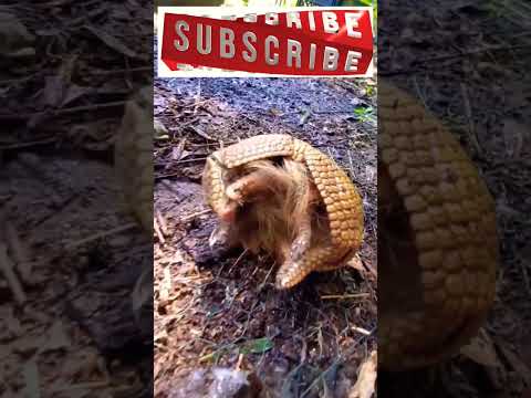 Armadillo || Kavachakesee #short #shorts#shortvideo