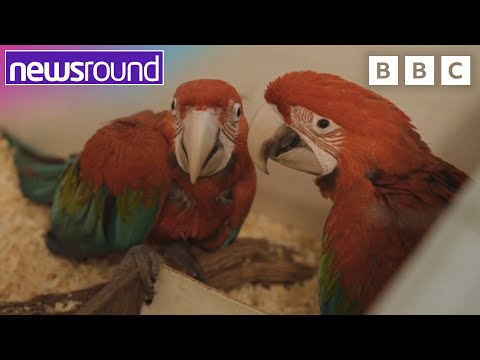 Robotic Insects, rescued tortoises and RARE Macaws | Your Planet | Newsround