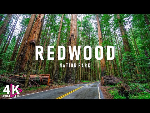 Redwood National Park 4K Ultra HD • Stunning Footage, Scenic Relaxation Film with Calming Music