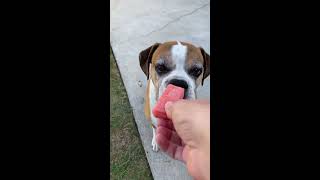 How to make watermelon ice dog treats! #shorts