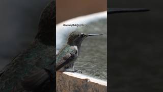 A Very Thirsty Hummingbird #colibri #birdspecies #forwildlife #wildlife #nature #hummingbirdlover