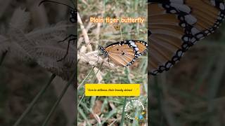 Butterfly/"Nature's Tiny Marvel: The Beautiful Plain Tiger Butterfly"/#ButterflyMagic #Shorts #reels