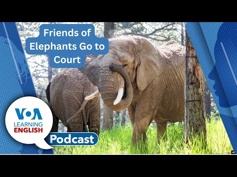 Elephants in court, Missing school, Changing workplace for science, Hafta