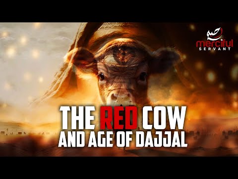 THIS RED COW MARKS THE AGE OF DAJJAL