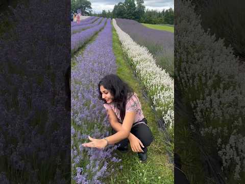 🪻Farm in Toronto.. #youtubeshorts #daily #travel #travelvlog #viral #minivlog #canada #lavender