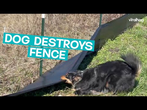 Dog Helps Workers Tear Down Fence || ViralHog