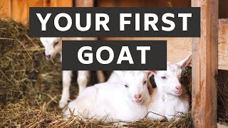 What you need ready for your first goat | Prepare for Goats! | New Goat Owner Supplies | Goat Care