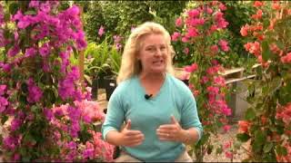 How to Care for Indoor Bougainvilleas