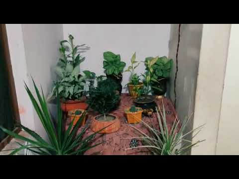 Indoor plants in terracotta pots