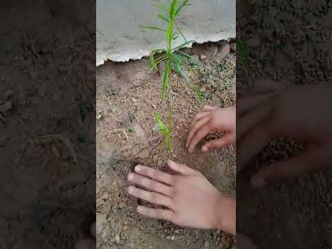 save tree🌲#savetreedrawing #savetreessavelife #youtubeshort #youtubechannel