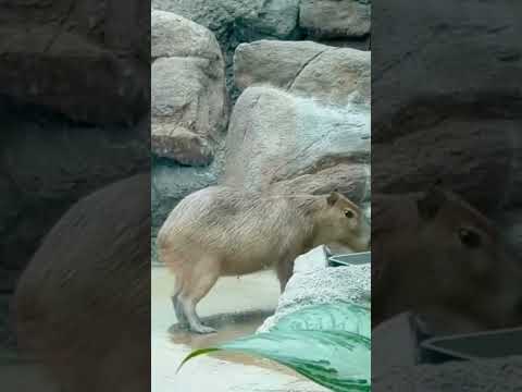 Denver Zoo | #rodent #capybara #shorts #short