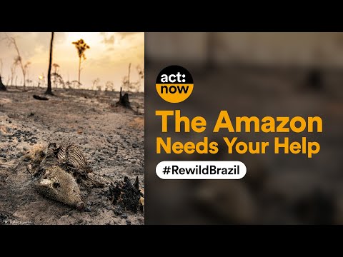 The Amazon Needs Your Help #RewildBrazil