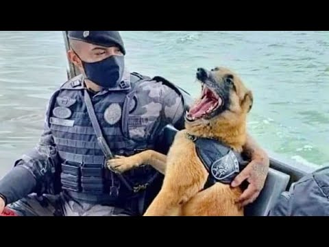 When your dog says "NO" to being serious 😄 Funny Dog and Human Video 2024