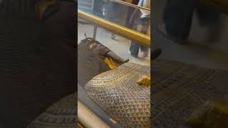 Egypt Museum Tour #egyptmuseum