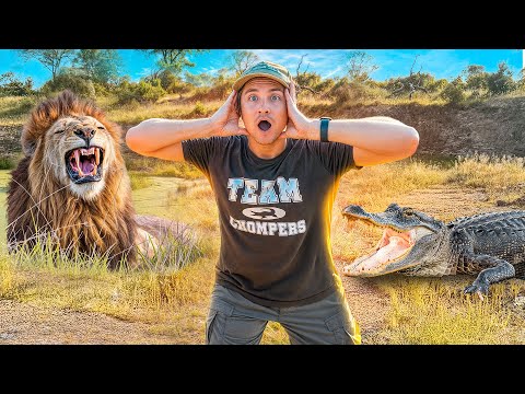 Getting Close To My Alligators vs WILD LIONS (Are We Safe?!)