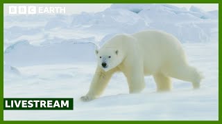 🔴 LIVE: A Winter Wildlife Wonderland | BBC Earth