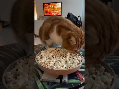 Mori loves popcorn 🍿#GingerCatsOfYouTube #OrangeCat #CuteCats #GingerCat