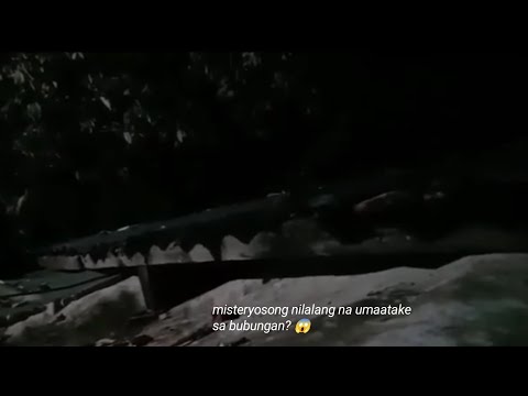 Aswang na Nag-anyong Aso, Umaatake sa Gabi? ⚫ A COMPILATION ⚫