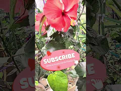 My hibiscus is flowering #gmgvlog