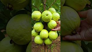 🌿Grow Guava Tree Faster with These Simple Tips! #guava #fruittree