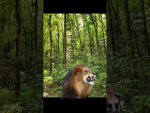 lion video #shorts#short#shortvideo