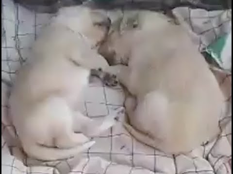 3 week old puppies live!