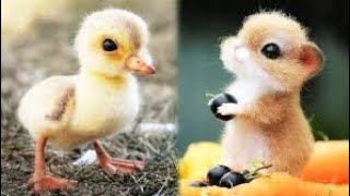 Top cute animals in the world ||cute baby animals compilation ||Funny and cute moment of the animals