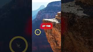 A 35-year-old man FELL from the edge of GRAND CANYON #shorts