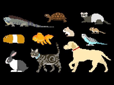 Pets - Book Version - Cat, Dog, Turtle - The Kids' Picture Show (Fun & Educational Learning Video)