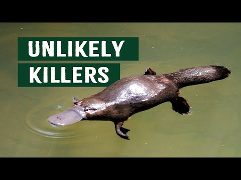 Australia's Unlikely Killers That Might Actually Save Humans | Apex Predators Platypus Documentary