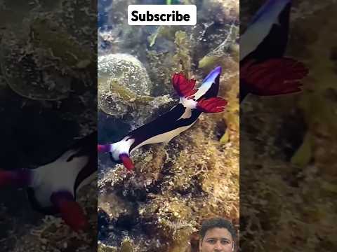 Exploring for sea animals in tide pools #oceantreasures #fish #nature #marinewildlife  #wildoceans