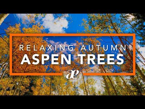 Autumn Aspen Trees in the Wind (Ambient Nature Sounds) — Kenosha Pass, Colorado 4K UHD